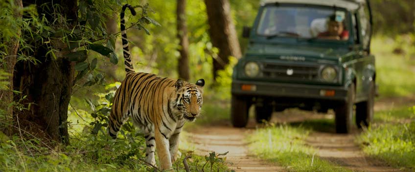 tiger safari tour