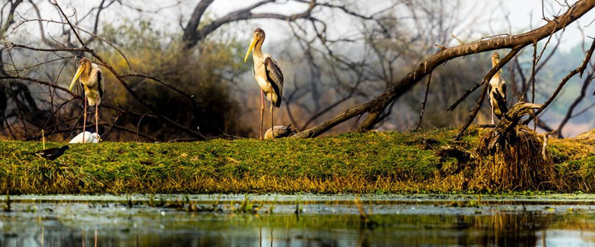 Rustic Rajasthan Tour