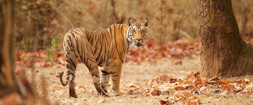 Golden Triangle Tour With Ranthambore