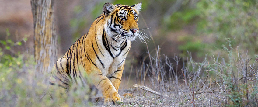 tiger safari tour